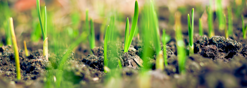 grass and lawn seeding st. louis - lawn seeding services st. louis